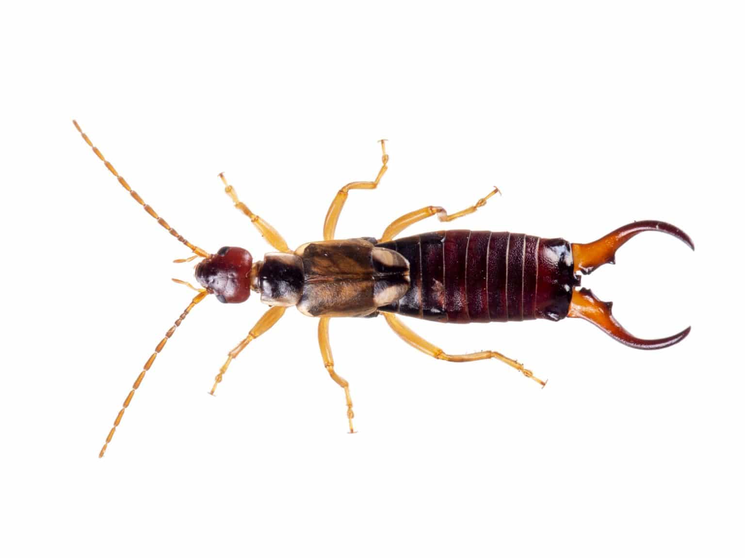 Mn Fall Insects 12 Common Minnesota Bugs