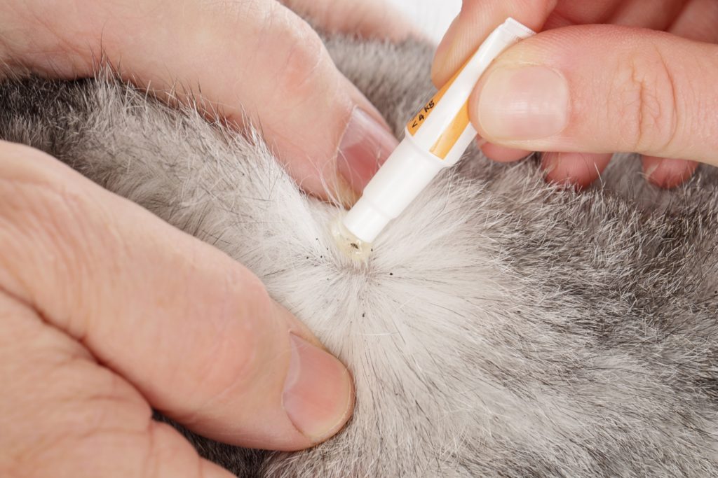 A pet owner applying flea medicine to a dog that has flea dirt in its fur.