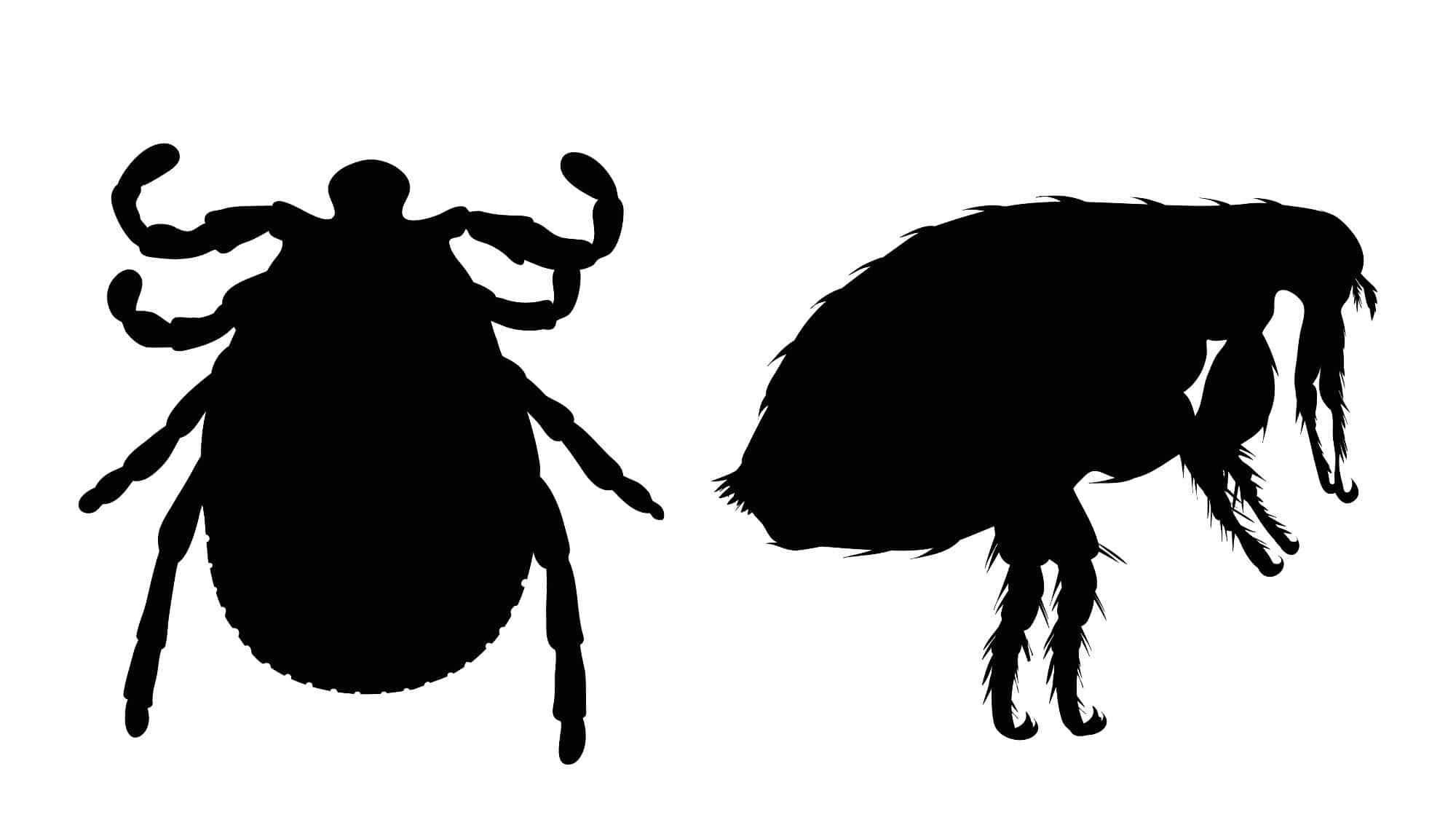 Outlines of a flea vs. tick