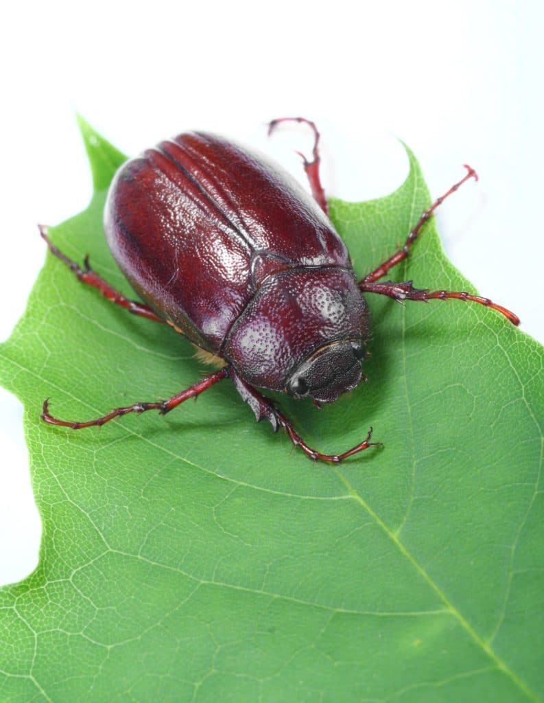 A large June Bug on a green leaf.