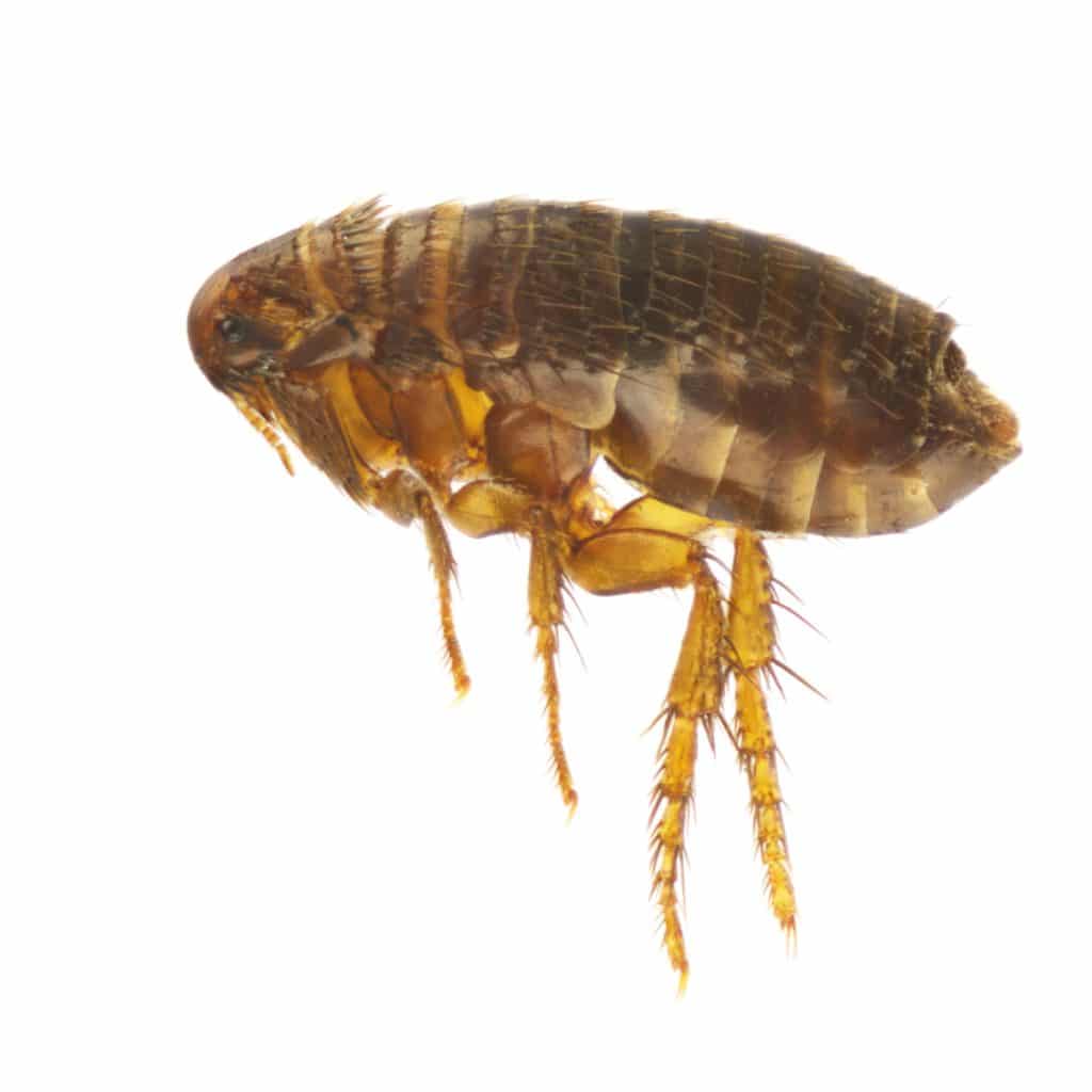 A large closeup shot of a flea to show the difference between flea vs. tick