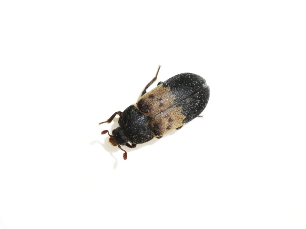 A large larder beetle on a white background.