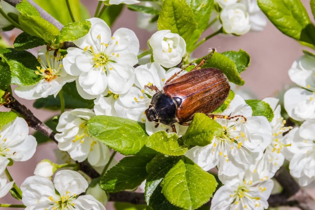 A June Bug on white blossoming flowers.