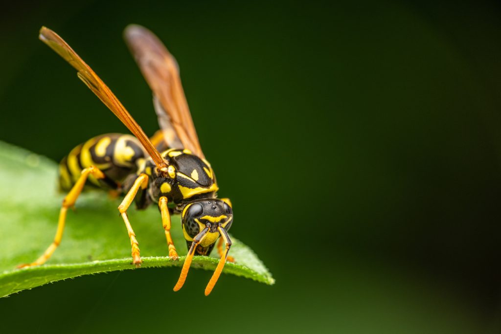 A wasp on a leaf