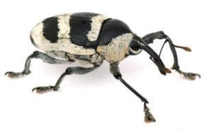 A black and white Weevil on a white background