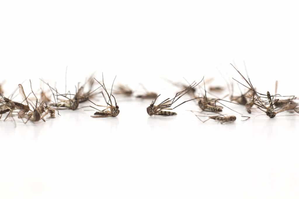 Dead mosquitoes on a white background.