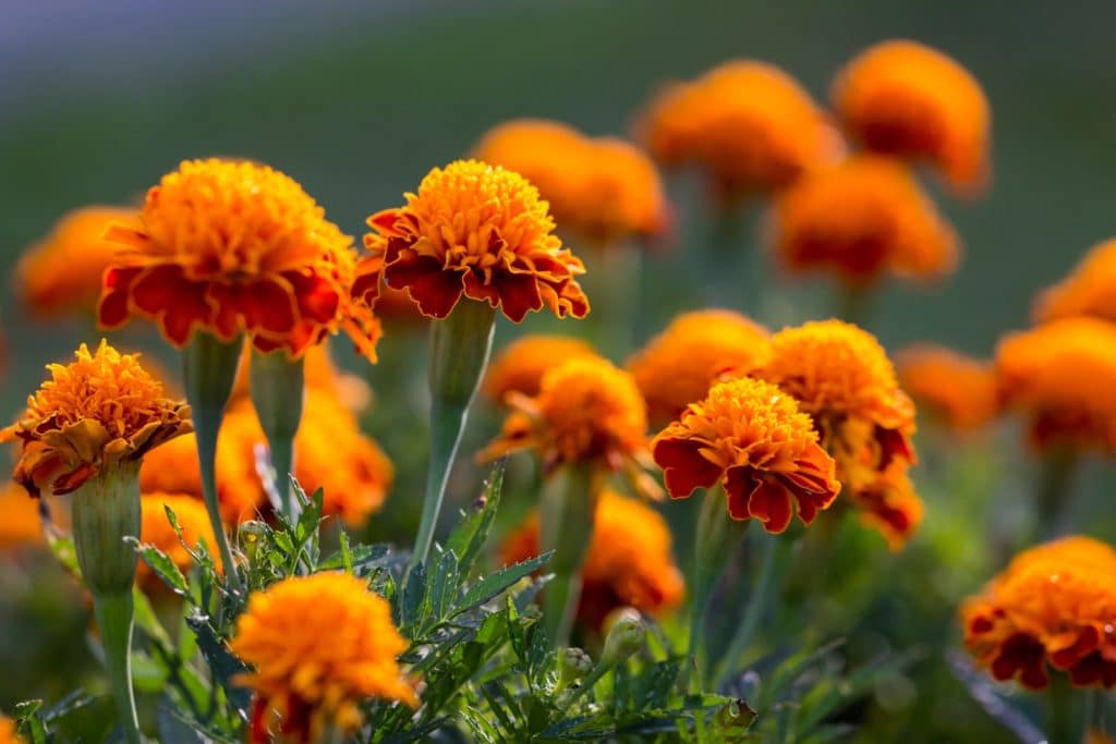 Bright orange flowers planted in a garden known as Marigolds.