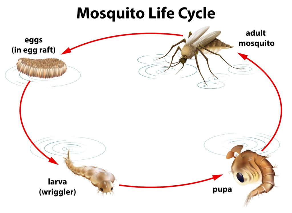 A diagram depicting the stages of the mosquito lifespan.