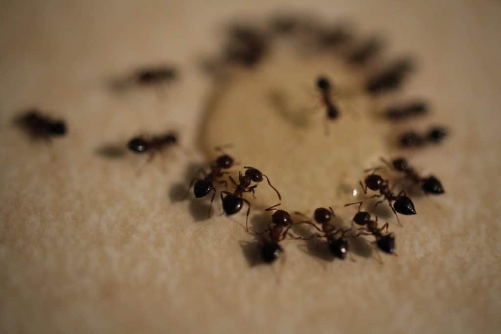 A colony of ants drinking from a drop of water.