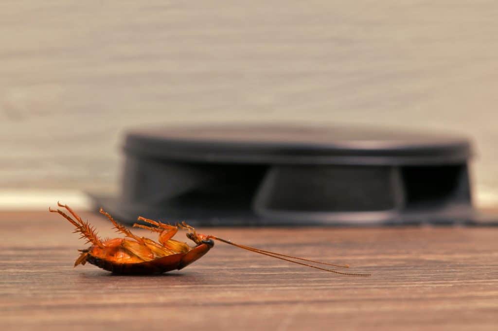 A dead cockroach next to a pest control trap in a crawl space.
