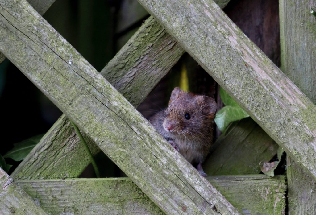 A vole peaking out from under a deck