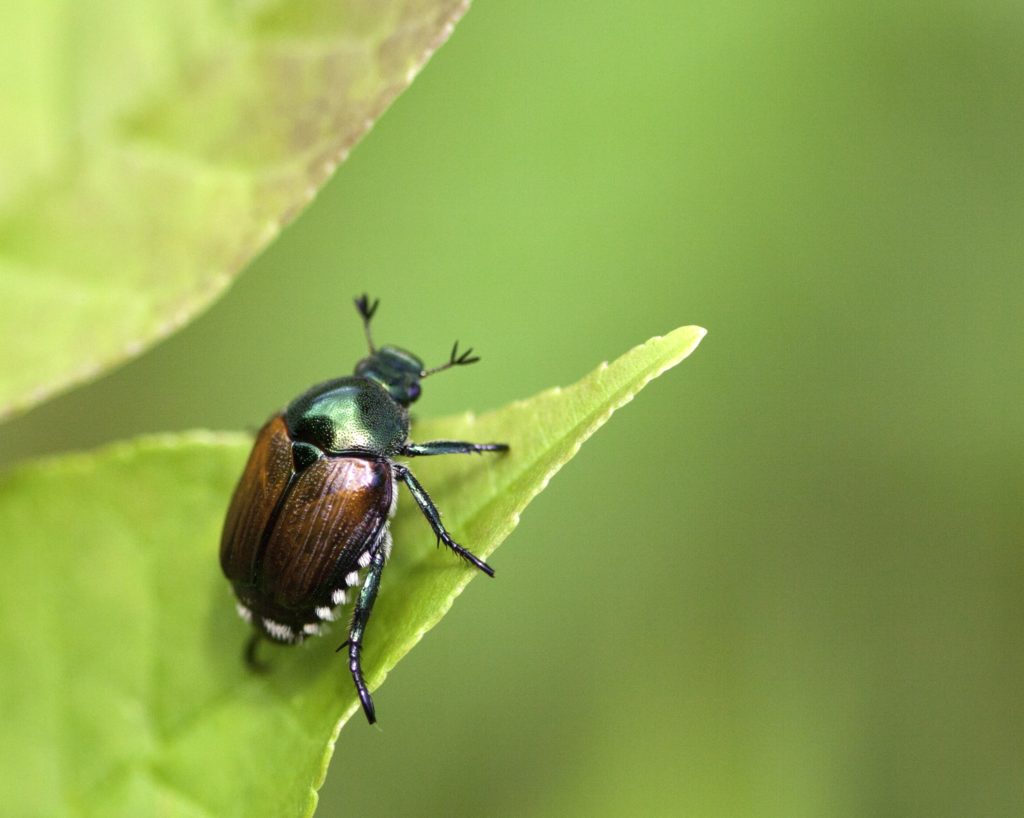 A Japanese Beetle on a leaf