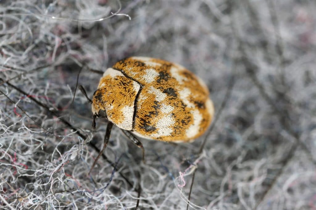 A carpet beetle in gray carpet