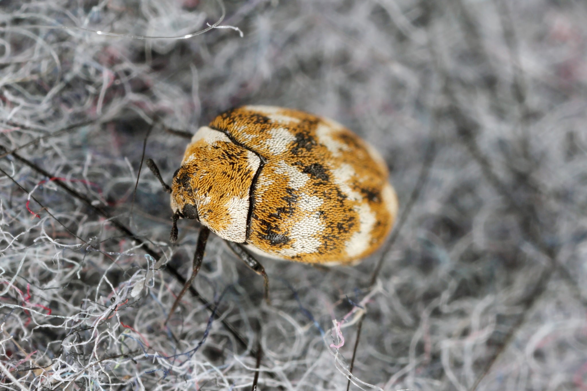 No More Bugs in Your Rugs! Learn About What Causes Carpet Beetles