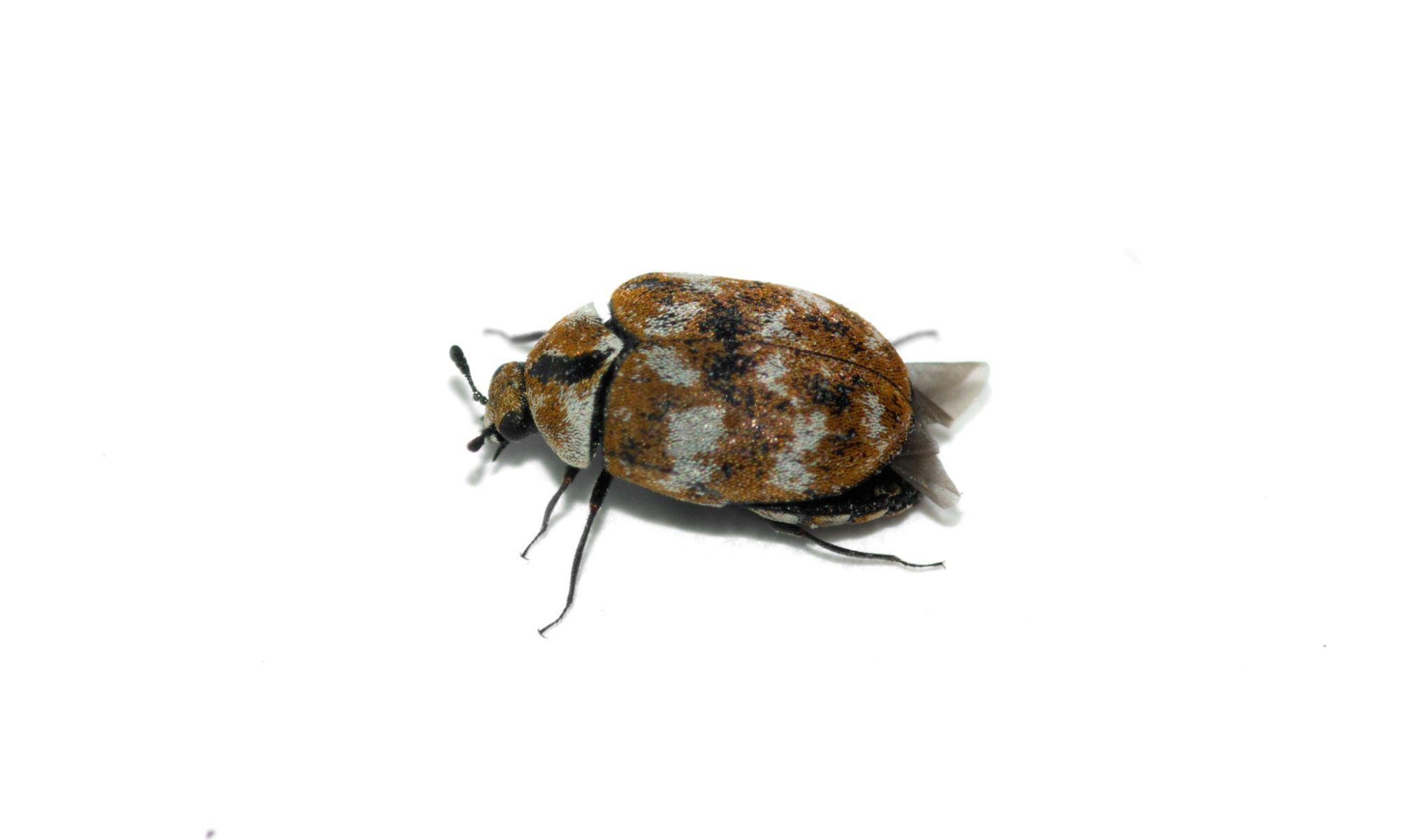 A portrait of a carpet beetle isolated on a white background