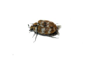 A portrait of a carpet beetle isolated on a white background