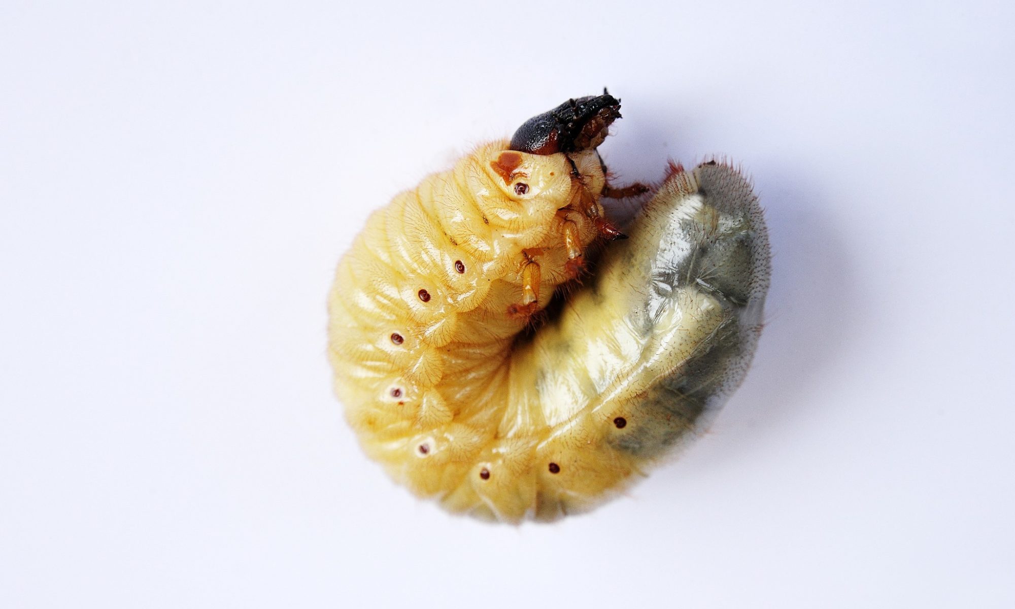 A portrait Japanese Beetle grub
