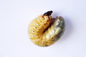 A portrait Japanese Beetle grub