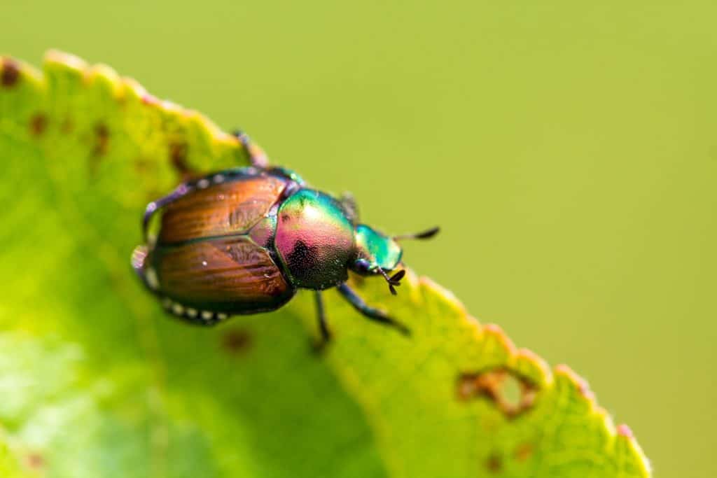 A shiny Japanese Beetle in the adult stage