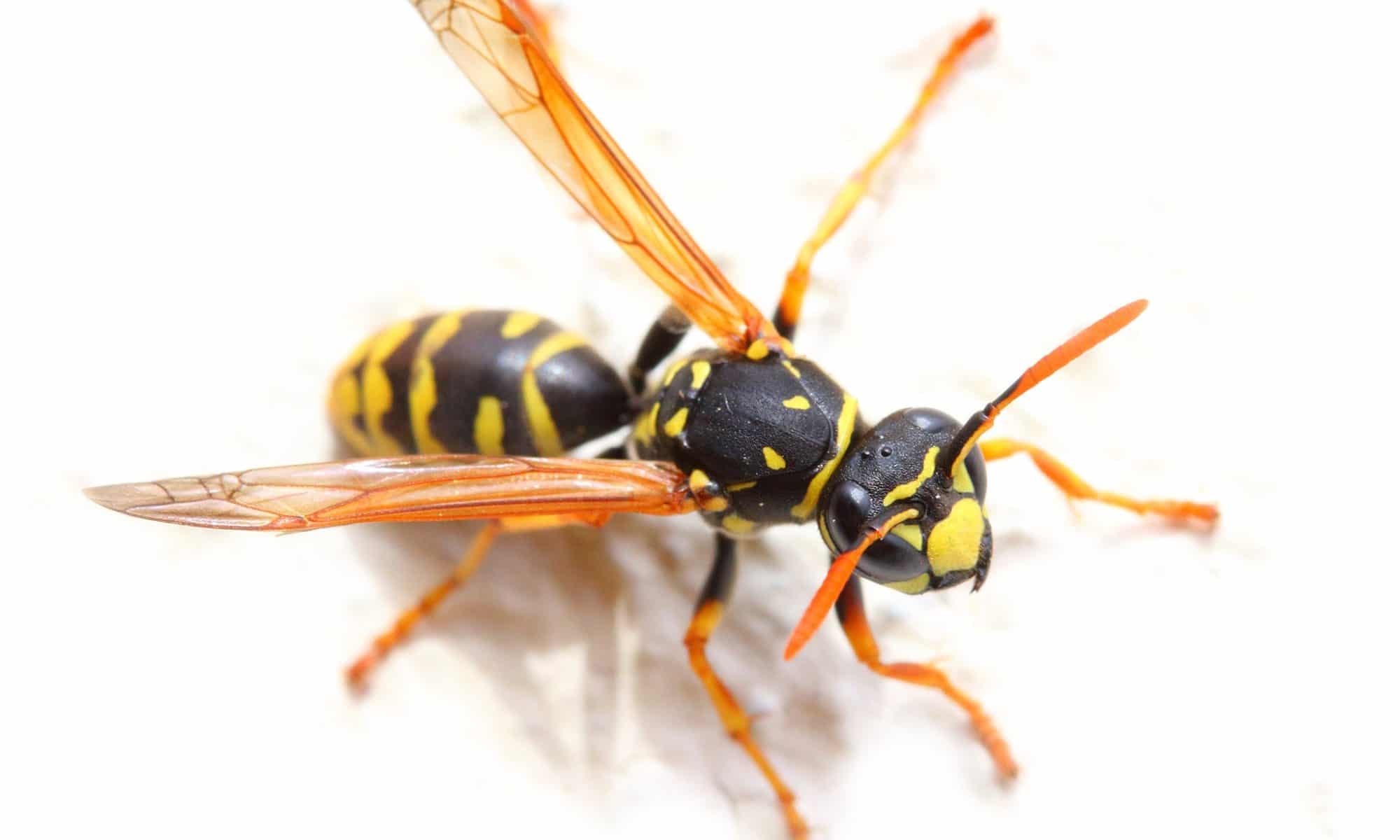 A portrait of a yellow jacket on a white background.